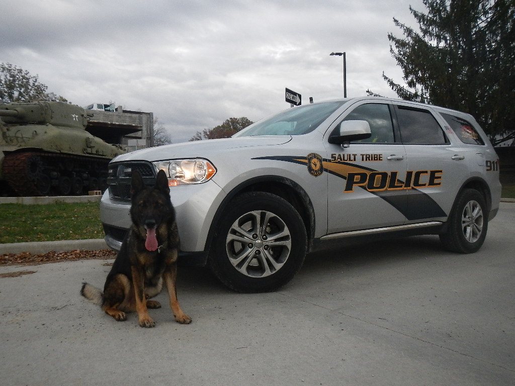 Police dog sitting beside a Sault Tribe Police vehicle.