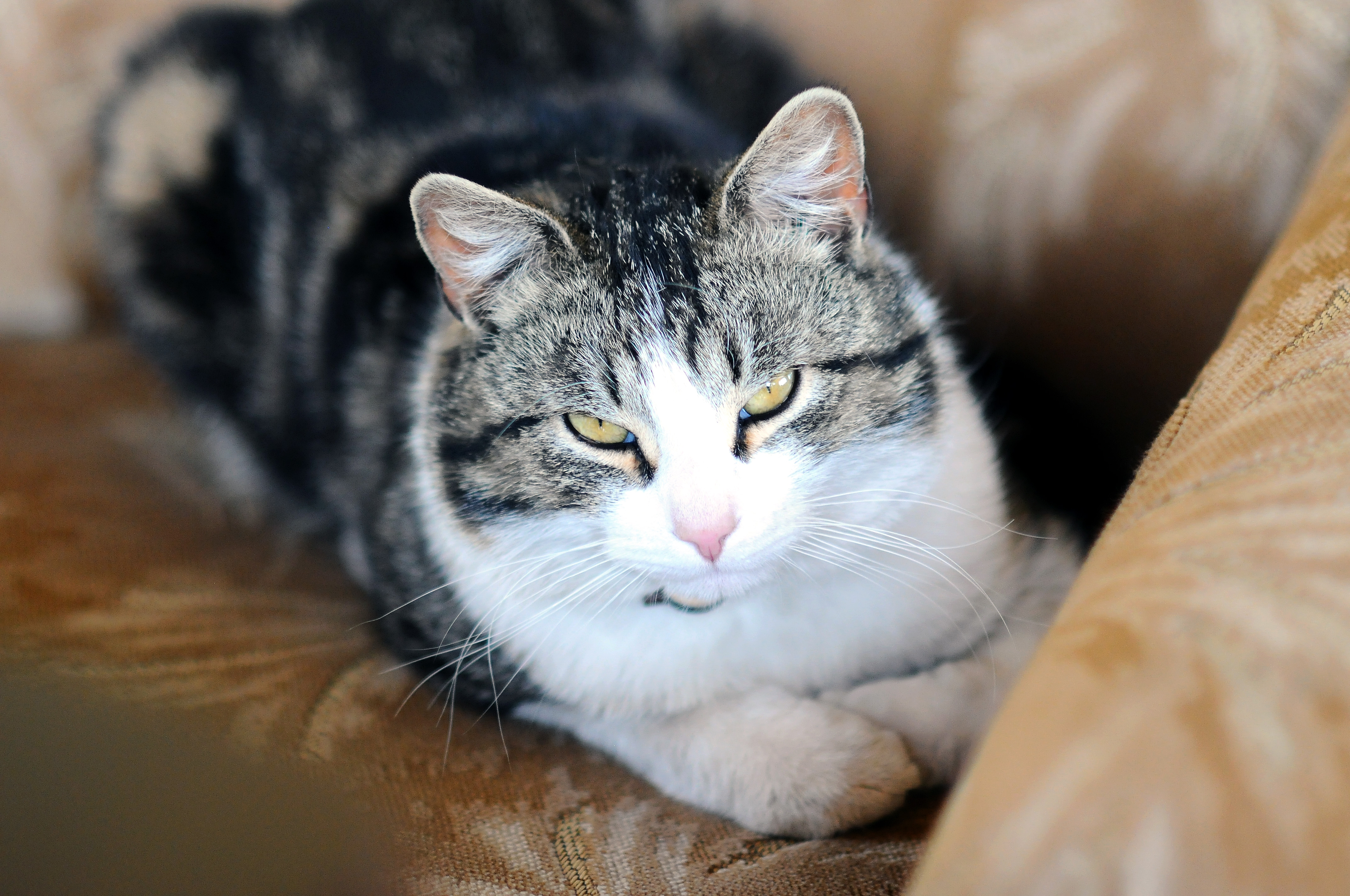Gray and white tabby cat with yellow eyes resting on a tan fabric surface.