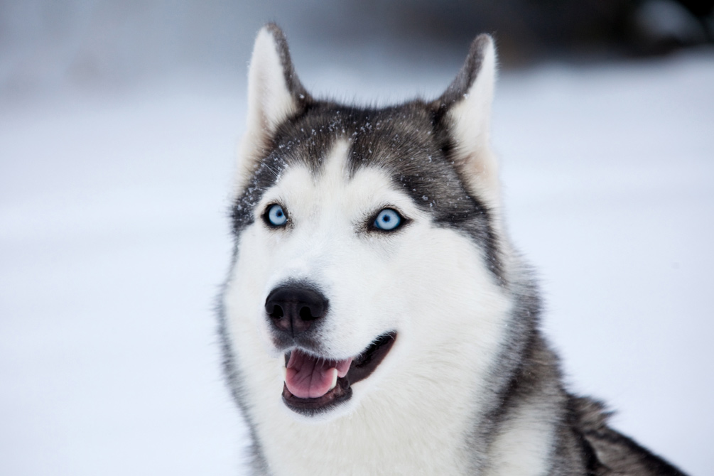 Husky dog with white and gray markings and striking blue eyes, mouth open in a friendly expression against snowy background