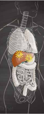 Anatomical diagram showing human torso with skeletal and organ systems, highlighting liver and virus particles in yellow.